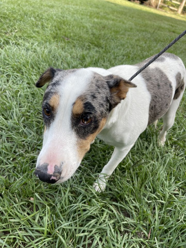 Catahoula bull cheap terrier mix