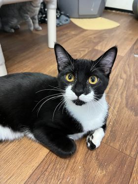 LIME SODA, an adopted Tuxedo Mix in Prineville, OR_image-1