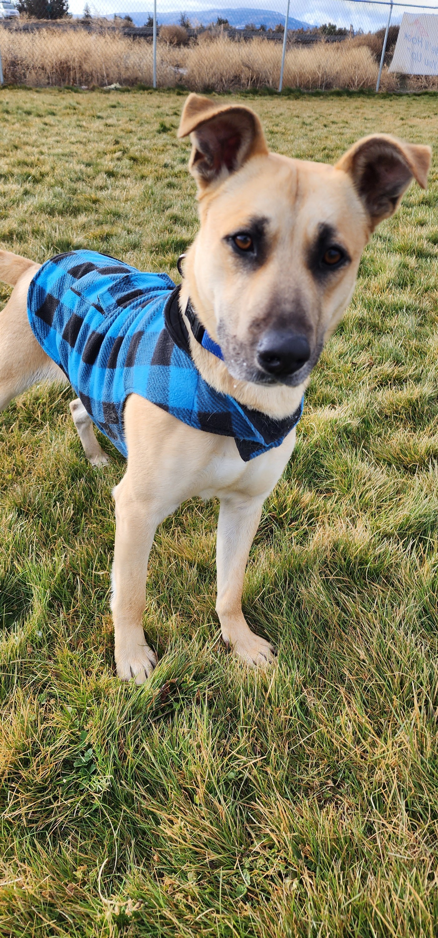 BENTLEY, an adoptable Pit Bull Terrier in Prineville, OR, 97754 | Photo Image 2