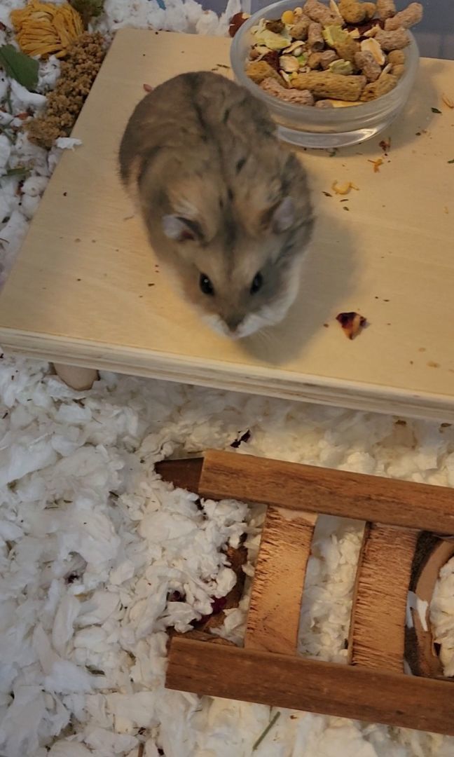 Petfinder hamsters best sale