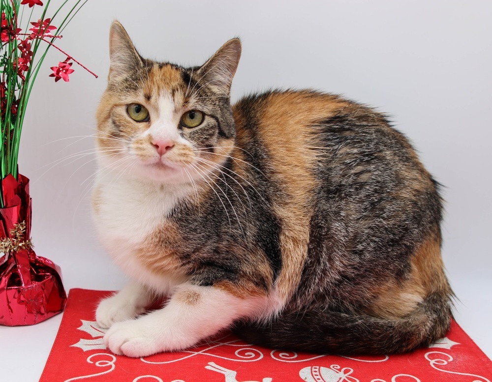 Liberty V, an adoptable Domestic Short Hair in Muskegon, MI, 49444 | Photo Image 1