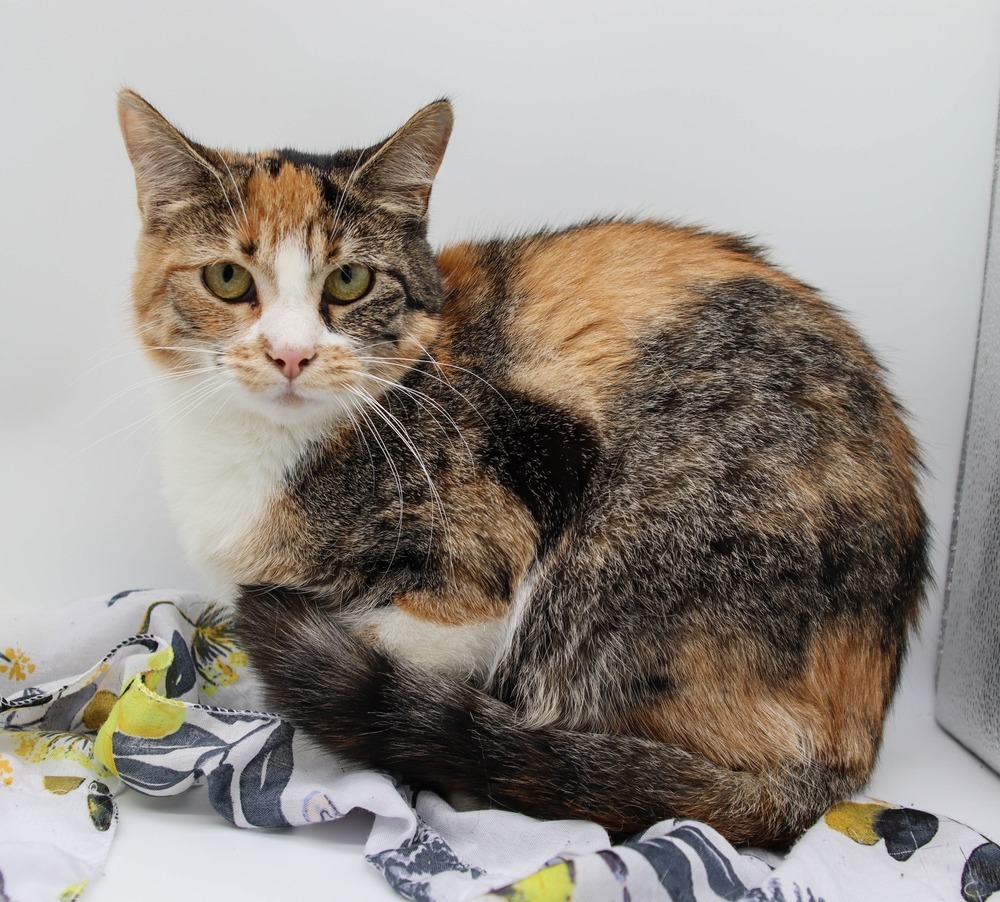 Liberty V, an adoptable Domestic Short Hair in Muskegon, MI, 49444 | Photo Image 2