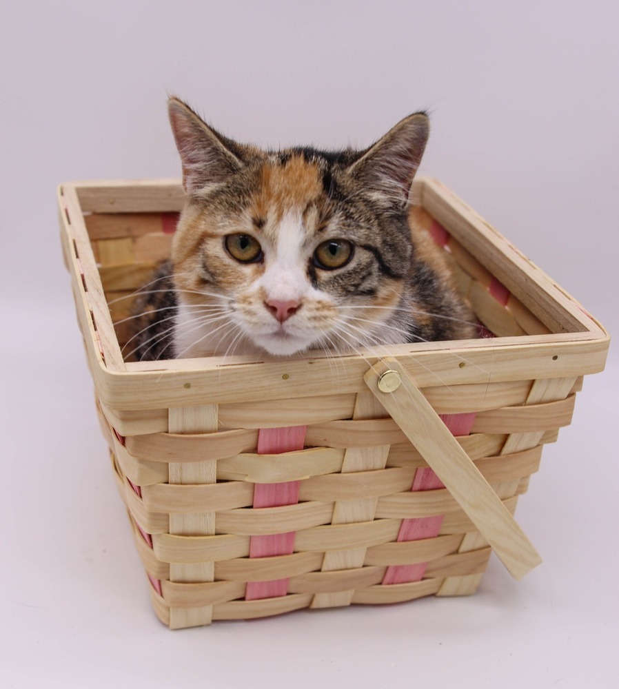 Liberty V, an adoptable Domestic Short Hair in Muskegon, MI, 49444 | Photo Image 3