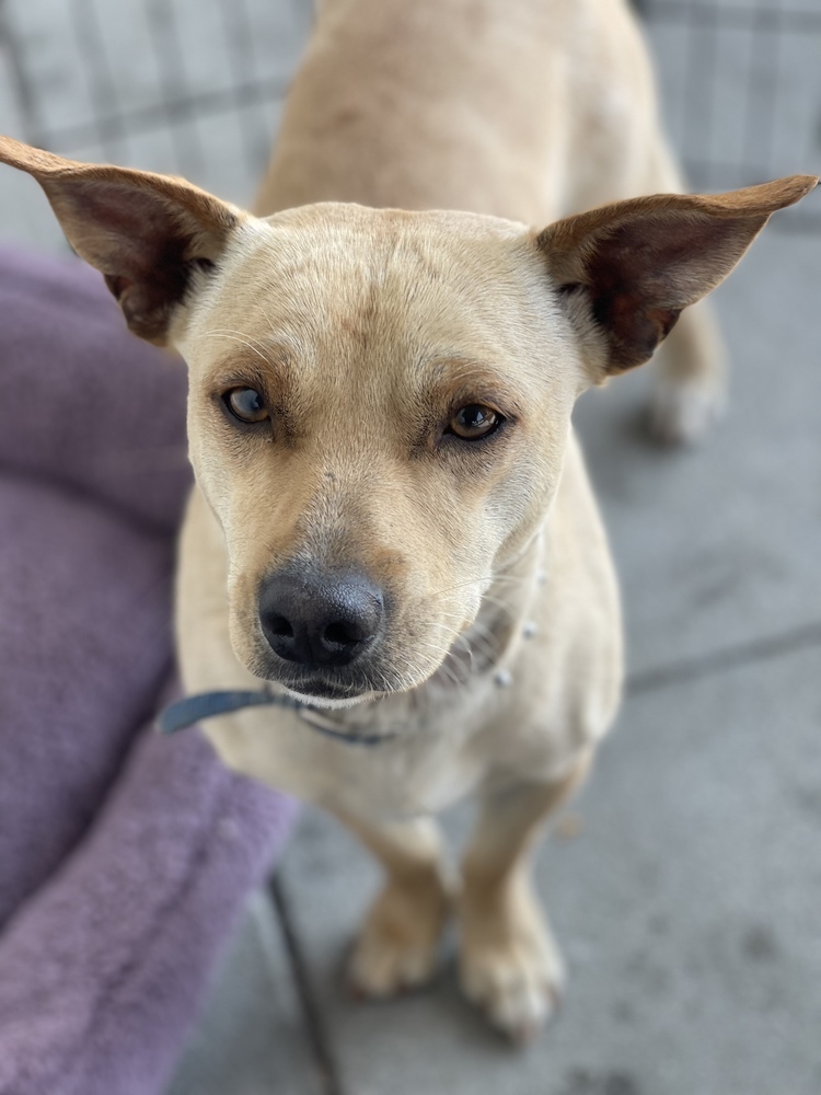 Rufus, an adoptable Chihuahua, Corgi in Van Nuys, CA, 91406 | Photo Image 1