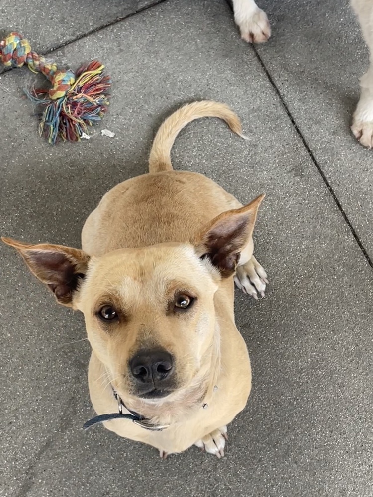 Rufus, an adoptable Chihuahua, Corgi in Van Nuys, CA, 91406 | Photo Image 3