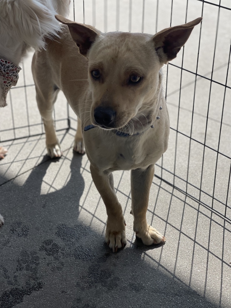 Rufus, an adoptable Chihuahua, Corgi in Van Nuys, CA, 91406 | Photo Image 4