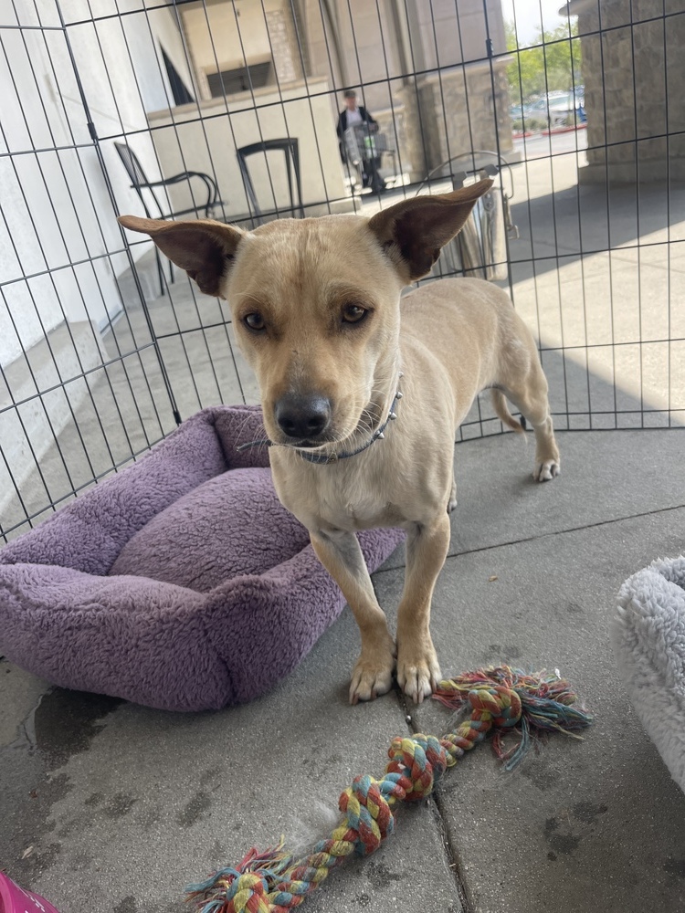 Rufus, an adoptable Chihuahua, Corgi in Van Nuys, CA, 91406 | Photo Image 5