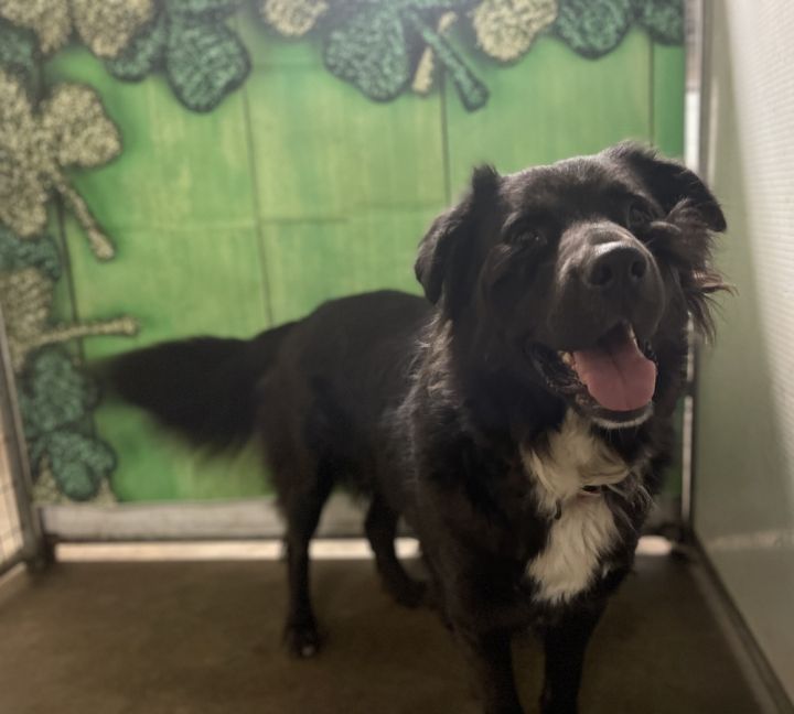 Dog for adoption Chico a Flat Coated Retriever Border Collie