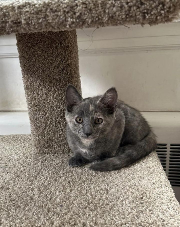 Cat for adoption - Moxie, a Dilute Calico & Domestic Short Hair Mix in ...