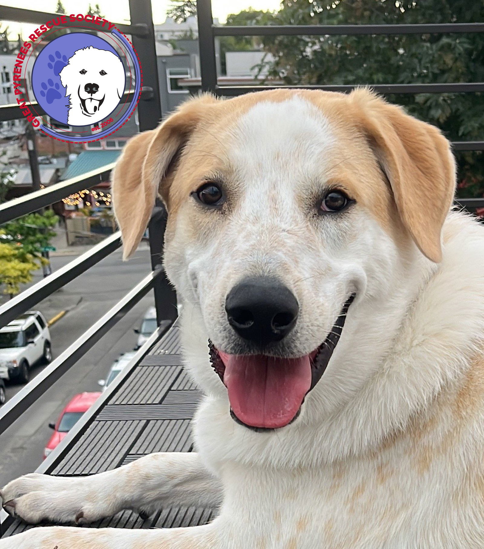 Radish, an adoptable Yellow Labrador Retriever, Great Pyrenees in Oakland, OR, 97462 | Photo Image 1