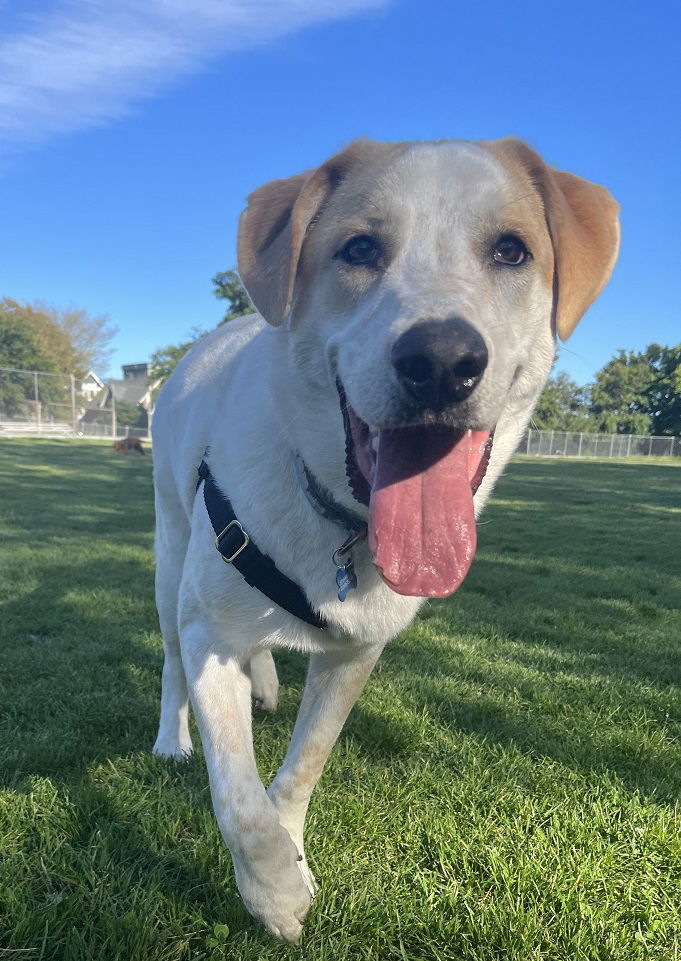 Radish, an adoptable Yellow Labrador Retriever, Great Pyrenees in Oakland, OR, 97462 | Photo Image 4