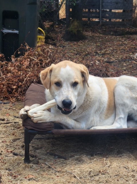 Radish, an adoptable Yellow Labrador Retriever, Great Pyrenees in Oakland, OR, 97462 | Photo Image 10