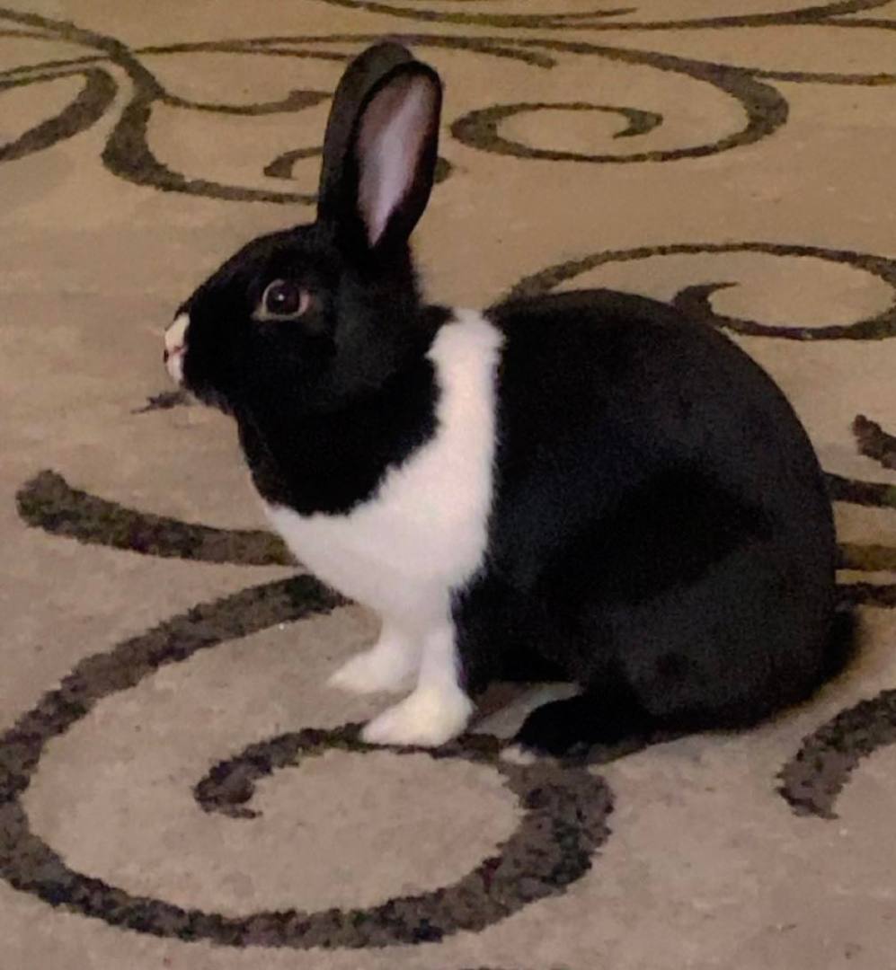 Penelope - Beautiful & Friendly Young Bunny