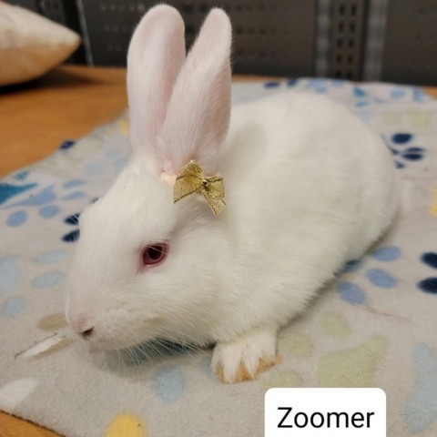 Zoomer