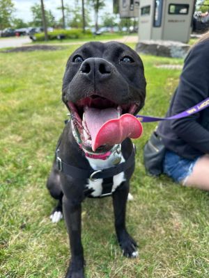 Qu Litter Daffodil, Baby Female American Staffordshire Terrier