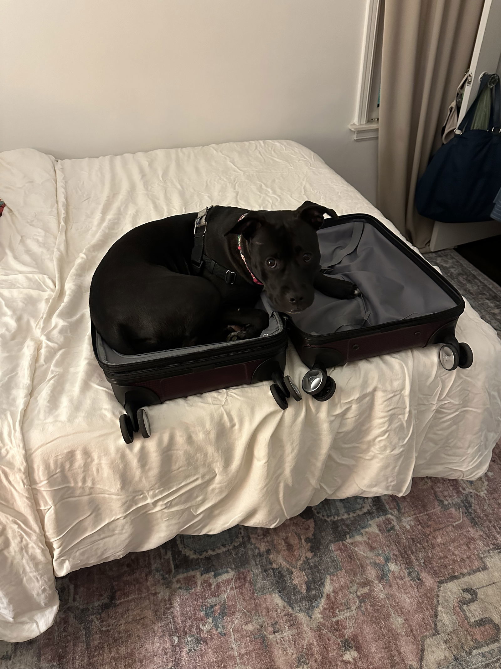 Qu Litter Daffodil, an adoptable American Staffordshire Terrier in Livonia, MI, 48151 | Photo Image 2