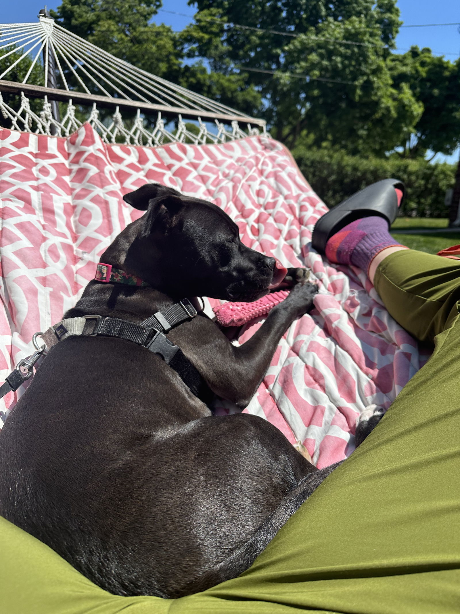 Qu Litter Daffodil, an adoptable American Staffordshire Terrier in Livonia, MI, 48151 | Photo Image 3