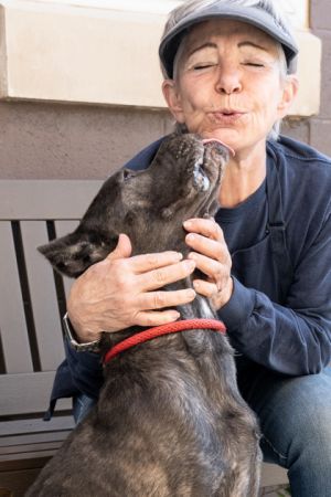 Caviar -IN FOSTER Mixed Breed Dog
