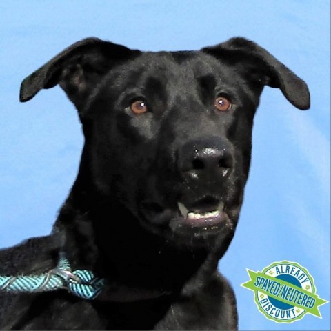 Billy, an adoptable Mixed Breed in Las Cruces, NM, 88012 | Photo Image 1