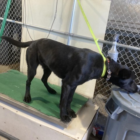 Billy, an adoptable Mixed Breed in Las Cruces, NM, 88012 | Photo Image 2