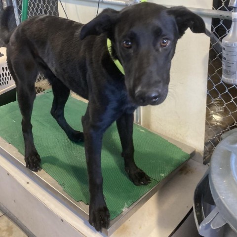 Billy, an adoptable Mixed Breed in Las Cruces, NM, 88012 | Photo Image 3