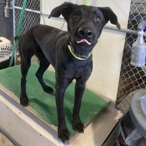 Billy, an adoptable Mixed Breed in Las Cruces, NM, 88012 | Photo Image 4