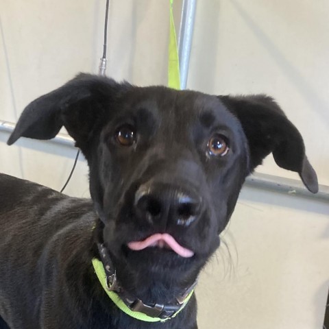 Billy, an adoptable Mixed Breed in Las Cruces, NM, 88012 | Photo Image 5