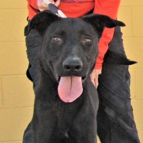 Billy, an adoptable Mixed Breed in Las Cruces, NM, 88012 | Photo Image 6