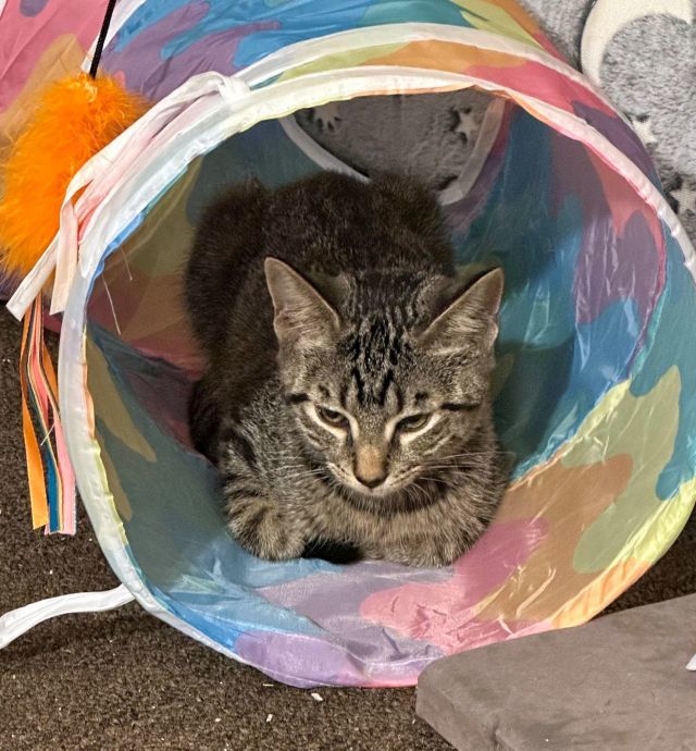 ESMU, an adoptable Domestic Short Hair in Powder Springs, GA, 30127 | Photo Image 2