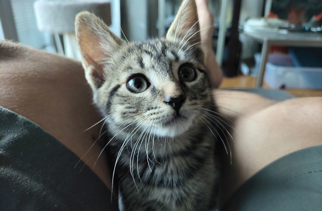 ESMU, an adoptable Domestic Short Hair in Powder Springs, GA, 30127 | Photo Image 3