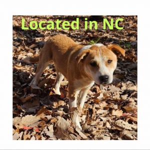 Goose (Formerly Maisey), Adult Male Mixed Breed