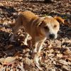 Goose (Formerly Maisey) photo 2