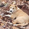 Goose (Formerly Maisey) photo 3