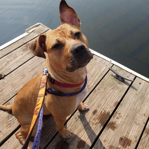 Carol, an adoptable Pit Bull Terrier in Granite Falls, MN, 56241 | Photo Image 1