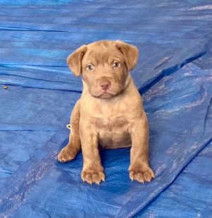 blue mastiff pitbull mix