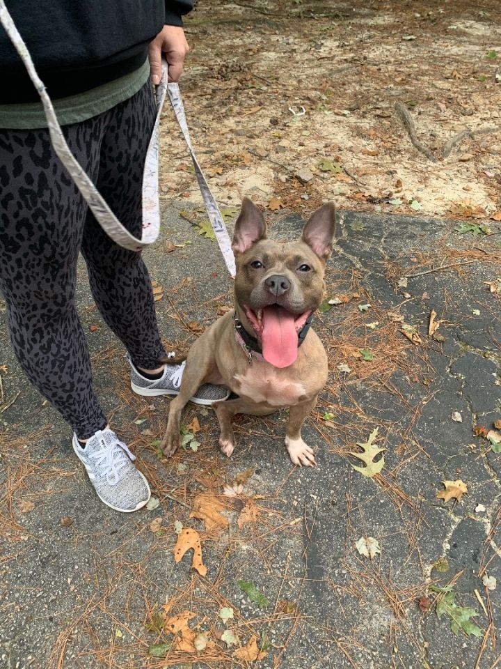 Bully and sale french bulldog mix