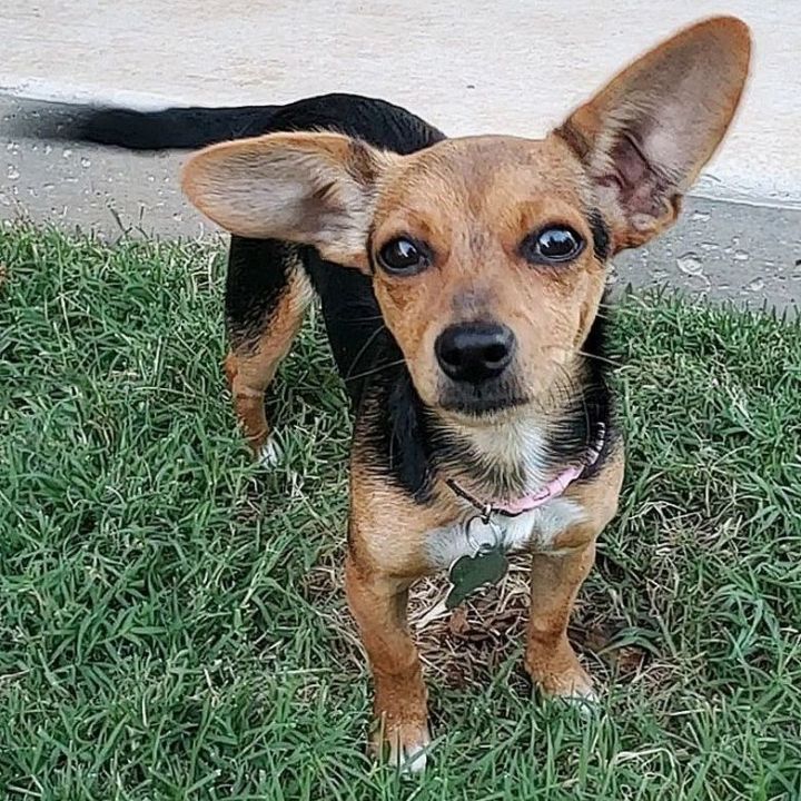 Naomi, an adopted Chihuahua & Rat Terrier Mix in Oklahoma City, OK_image-3