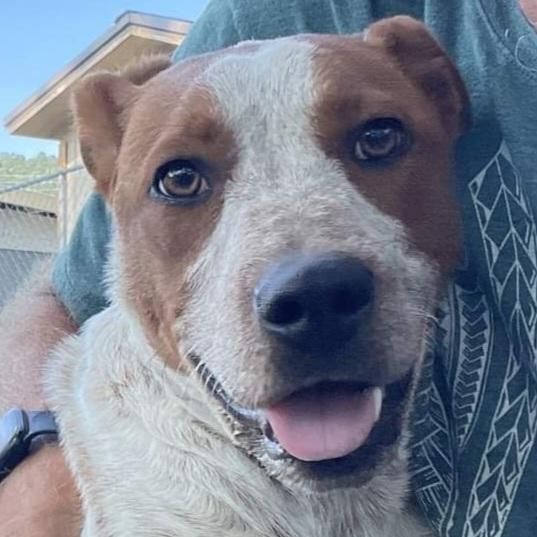 New plymouth pound 2024 dogs for adoption