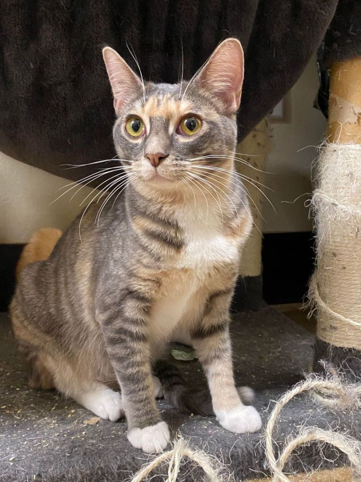 TRACY STEWART, an adoptable Dilute Calico & Domestic Short Hair Mix in Murrieta, CA_image-5