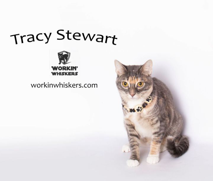 TRACY STEWART, an adoptable Dilute Calico & Domestic Short Hair Mix in Murrieta, CA_image-1