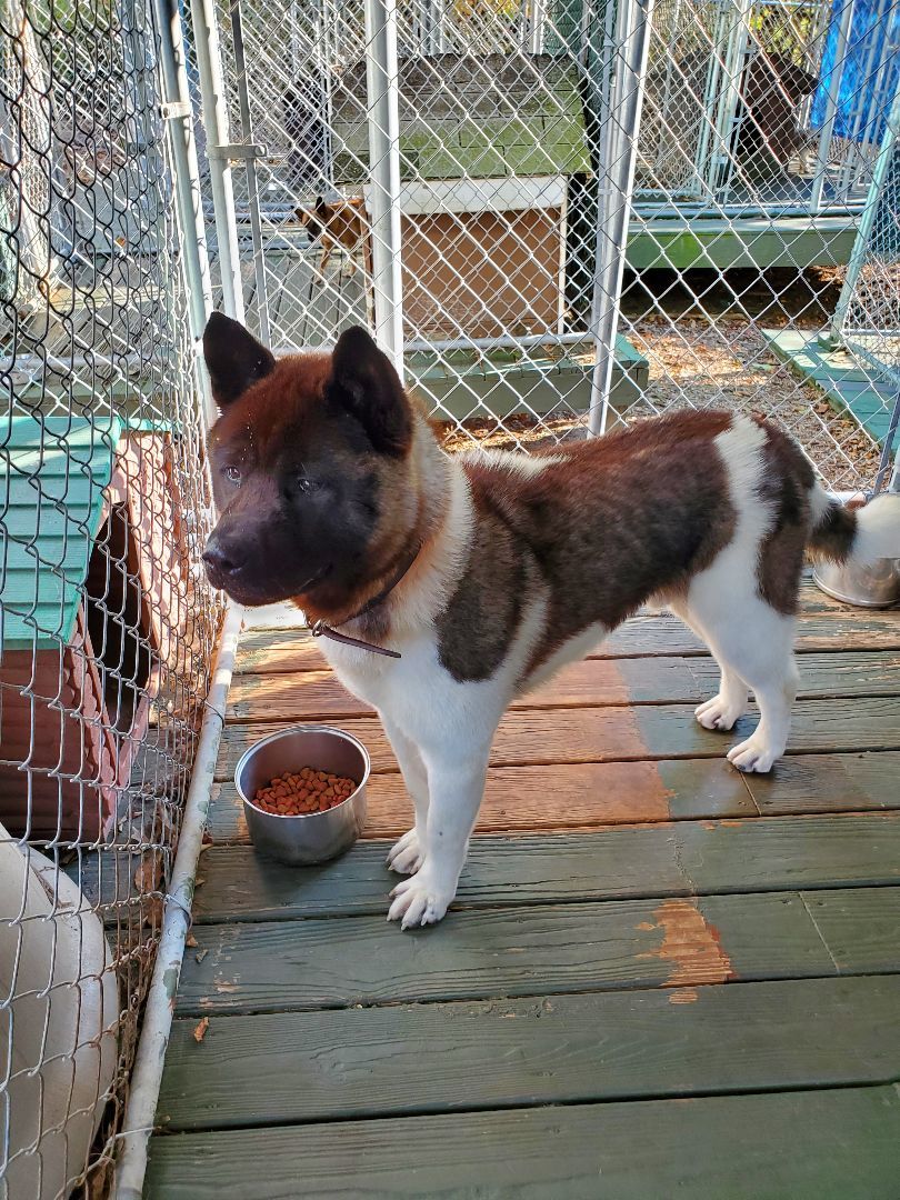 Petfinder akita hot sale