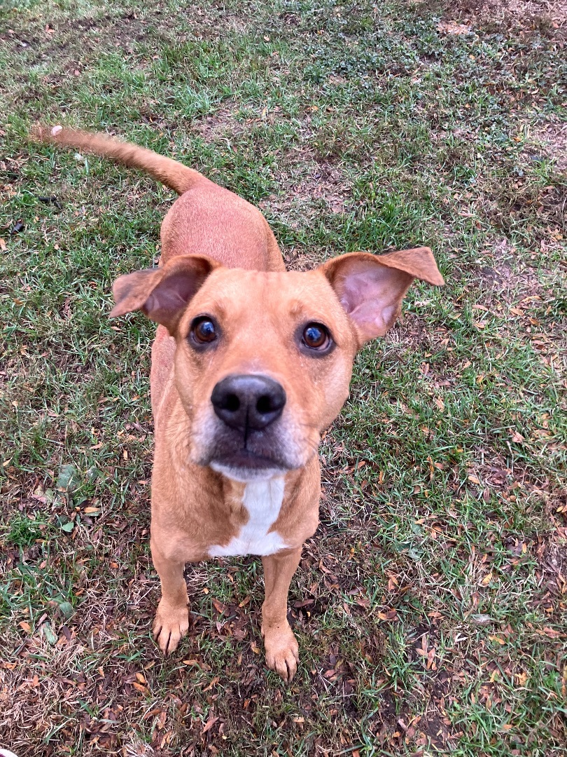 Dog for adoption - Lizzy Barkson, a Labrador Retriever in Marion, OH ...