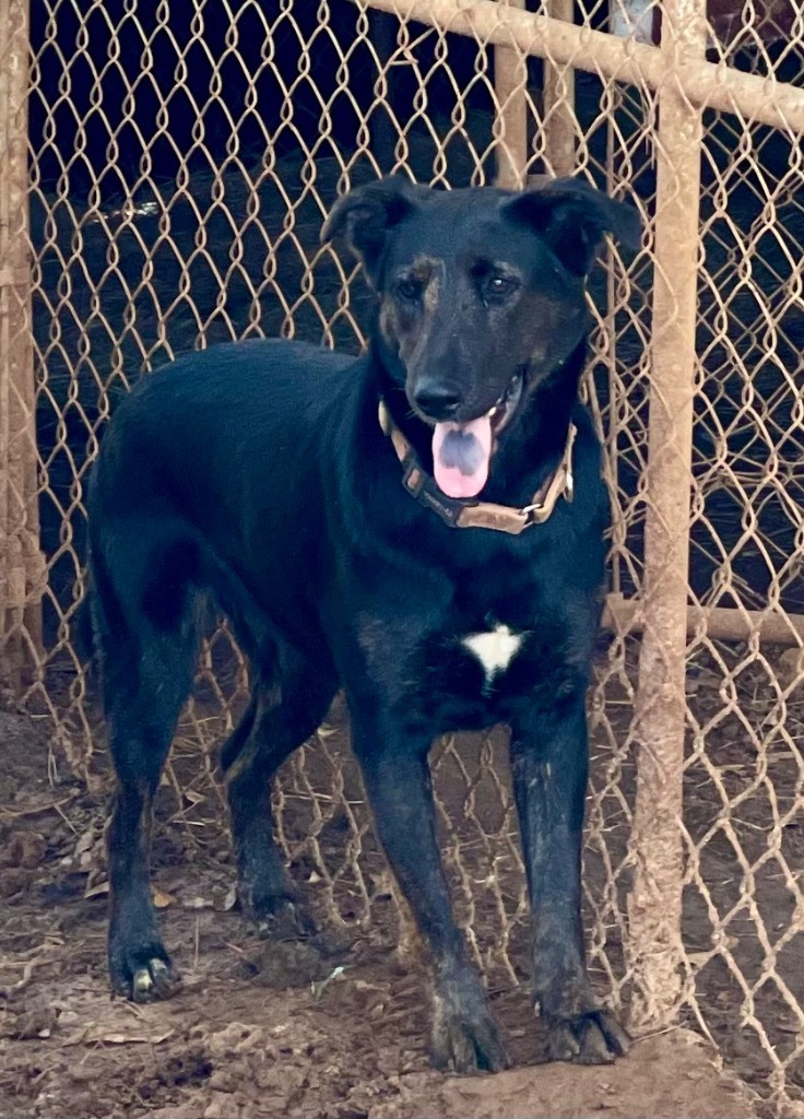 Sweetie Pea 1, an adoptable Shepherd, Black Labrador Retriever in Gilmer, TX, 75644 | Photo Image 1