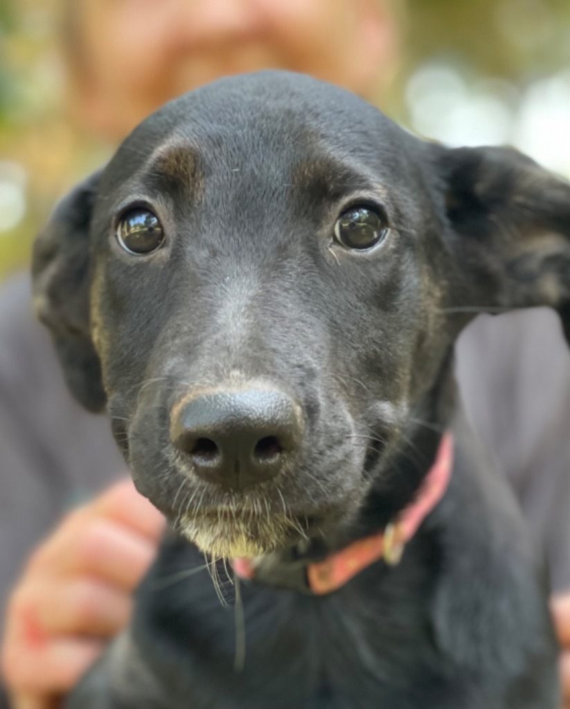 Sweetie Pea 1, an adoptable Shepherd, Black Labrador Retriever in Gilmer, TX, 75644 | Photo Image 2