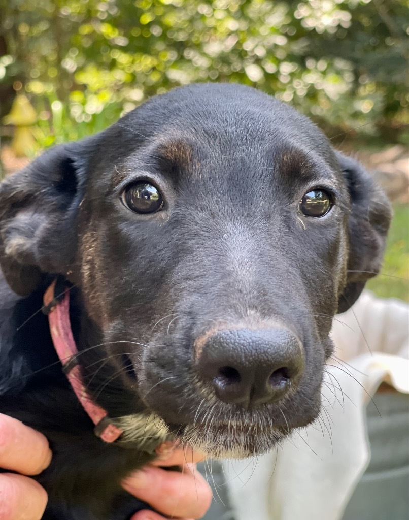Sweetie Pea 1, an adoptable Shepherd, Black Labrador Retriever in Gilmer, TX, 75644 | Photo Image 3