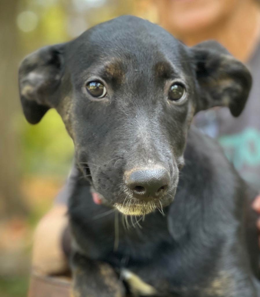 Sweetie Pea 1, an adoptable Shepherd, Black Labrador Retriever in Gilmer, TX, 75644 | Photo Image 4