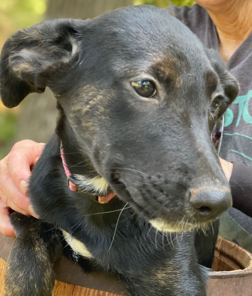 Sweetie Pea 1, an adoptable Shepherd, Black Labrador Retriever in Gilmer, TX, 75644 | Photo Image 5