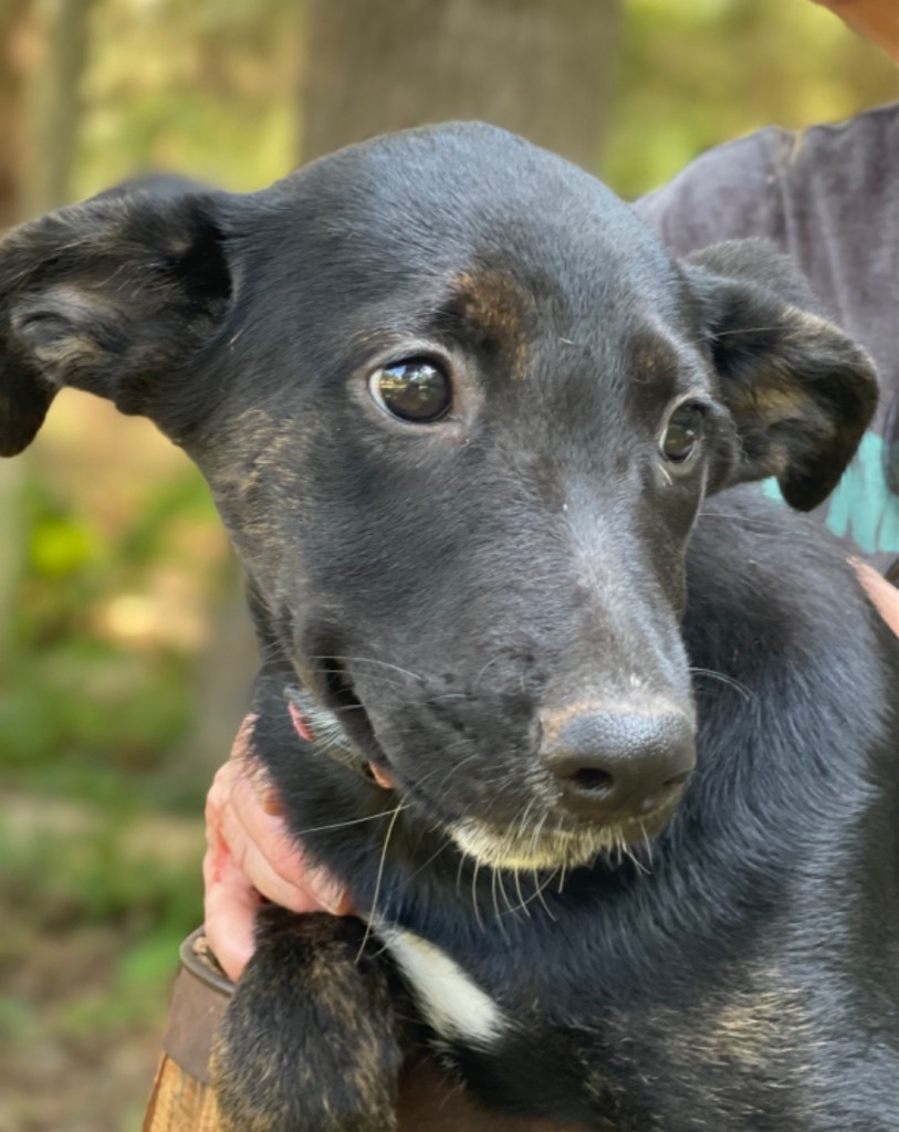 Sweetie Pea 1, an adoptable Shepherd, Black Labrador Retriever in Gilmer, TX, 75644 | Photo Image 6