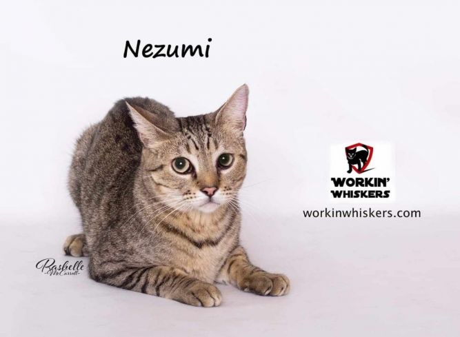 NEZUMI