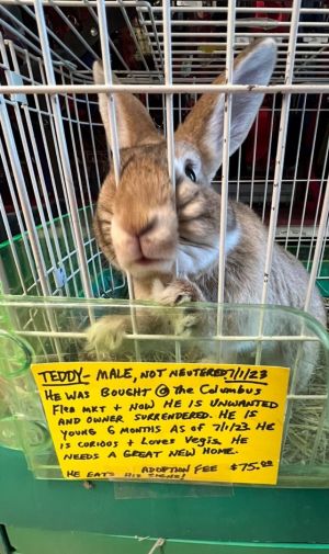 Rabbit for adoption - Serama , a Bunny Rabbit in Jersey City, NJ